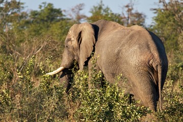 Obraz premium African elephant into the Bus, Hwange National Park, Zimbabwe 