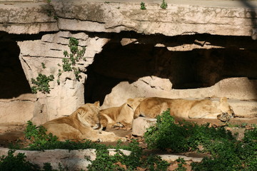 lion resting in the sun