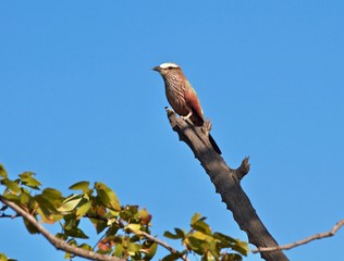 African bird on a branch