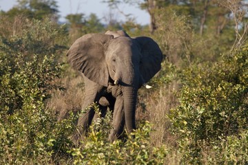 elephant in African Bush, Hwange National Park, Zimbabwe 