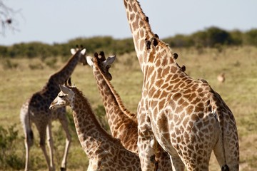 Close up of a giraffe with birds on the neck, Hwange National Park, Zimbabwe 