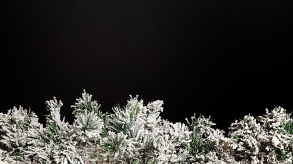 Snow-covered spruce branch on a black background. Banner. Space for text.