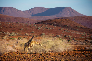 Desert giraffe - Damaraland - Namibia.