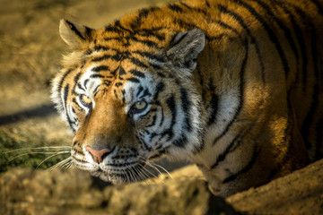 regard menaçant d'un tigre