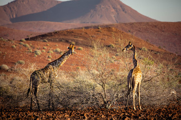 Desert giraffe - Damaraland - Namibia.
