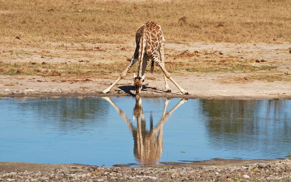 Drinking giraffe reflection into tue waterhole, Hwange National Park, Zimbabwe 