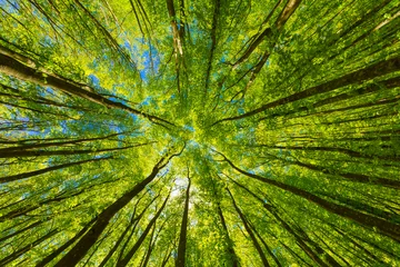 Fotobehang Macrofotografie Kijkend naar de groene toppen van bomen.