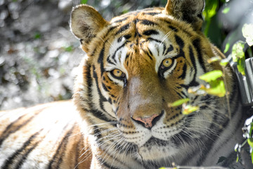 regard gentil d'un tigre