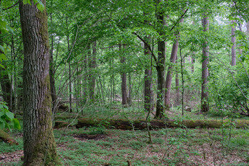 Deciduous stand with hornbeams and oaks