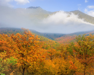 red autumn forest before mountain ridge in a dense clouds