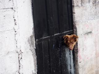A dog peeking through a crack in a door, Banos (Baños), Ecuador