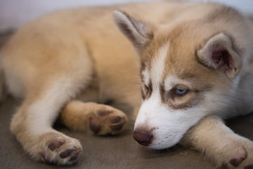 portrait of an husky dog lied on gray beton floor with sad face