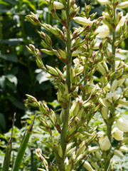 (Yucca gloriosa) Tige florale de Yucca superbe ou dague espagnole aux panicules de fleurs blanc-crème en forme de cloche pendantes