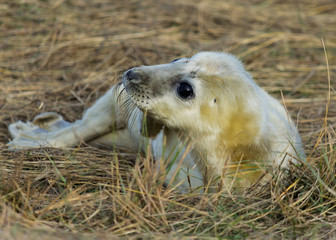 Grey seal pup