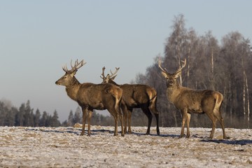 Winter wildlife landscape with noble deers Cervus Elaphus. Deer with large Horns