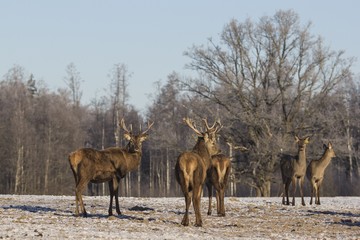 Naklejka na ściany i meble Winter wildlife landscape with noble deers Cervus Elaphus. Deer with large Horns
