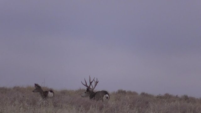 Mule Deer Buck in the Fall Rut