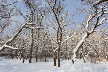 Fototapeta na wymiar beautiful winter forest in a snow at the bright cold day