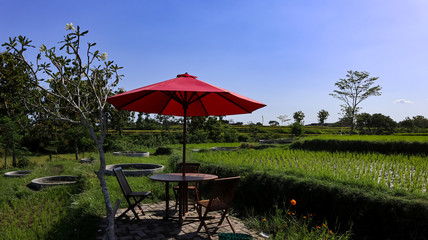 views of rice fields and chairs during the day