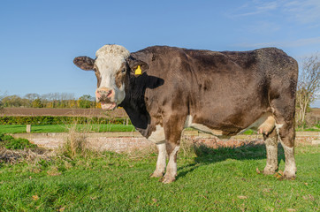 Brown cow in field