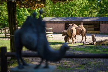 Image of the camel and th young one taken in park