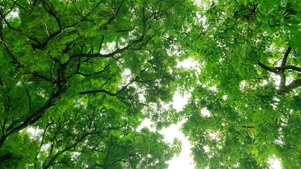 Forest in the spring, summer, autumn and winter