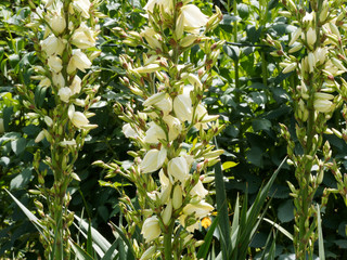 Hampe florale de Yucca superbe (Yucca gloriosa)