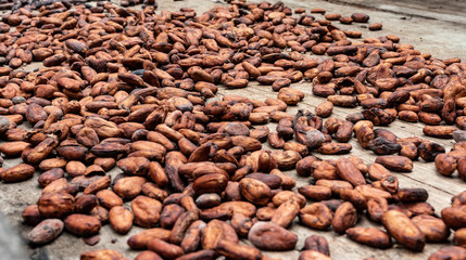 sun drying cacao