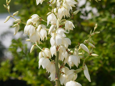 Gros plan sur panicules de fleurs blanc-cr&egrave;me de Yucca superbe ou dague espagnole (Yucca gloriosa)
