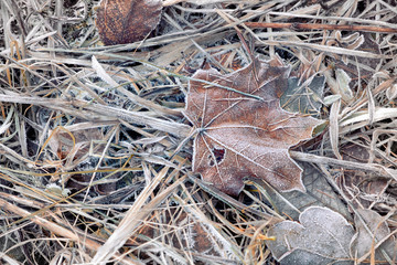 maple leaf in frosty hoarfrost from the first frosts 