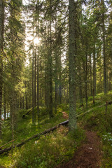 Sunbeams in the forest near Modrava - The Šumava National Park, Czech Republic. 