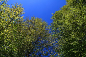 Fototapeta premium trees and blue sky
