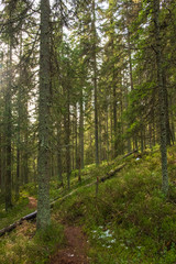 Obraz premium Sunbeams in the forest near Modrava - The Šumava National Park, Czech Republic. 