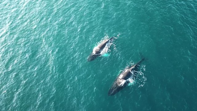 Aerial drone view of humpback whale spouting water from blowhole. A family of whales while they are swimming in the blue ocean sea . Concept: Nature, holiday, love the family.