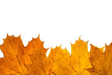 Fallen Dead Autumn Leaves for Background Border