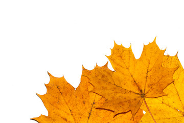 Fallen Dead Autumn Leaves for Background Border