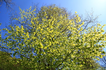 Fototapeta na wymiar branch of a tree in spring