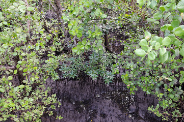 Mangrove forest along North coast of Sulawesi Indonesia.