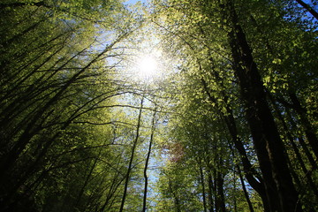 sun in the forest