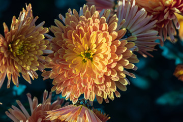 Yellow chrysanthemums close up in autumn Sunny day in the garden. Autumn flowers. Flower head