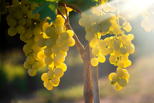 White grapes hanging in vineyard with sunbeam shining through.