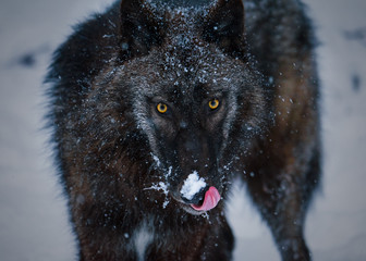 Lakota Black Wolf © JRey_Photo