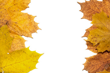 Fallen Dead Autumn Leaves for Background Border