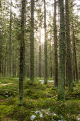Sunbeams in the forest near Modrava - The Šumava National Park, Czech Republic. 