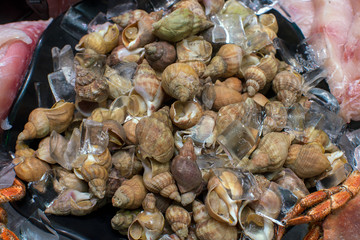 fresh shellfish in the fish department of the store