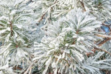 Pine branches covered hoarfrost