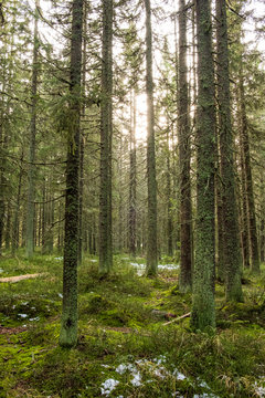 Sunbeams in the forest near Modrava - The &Scaron;umava National Park, Czech Republic. 