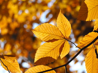 Naklejka na ściany i meble fall foliage closeup