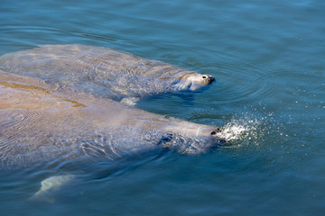 A West Indian Manatee cow and calf (Trichechus manatus) surface for air. Manatees move into Florida's constant 72 degree springs in winter when coastal waters get too cold for their survival.