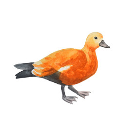 Watercolor illustration - sketch of a red duck. Breed tadorna ferruginea.
